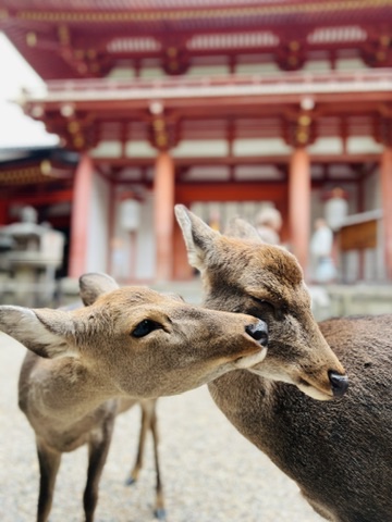 Nara Park (Ciervos)
